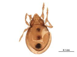 Image of Astegistidae Balogh 1961