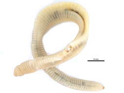 Image of pot-worms