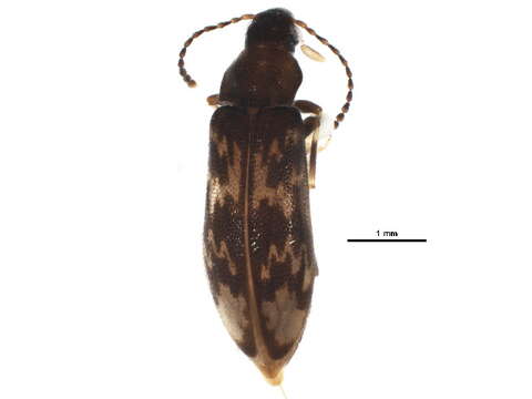 Image of Prothalpia holmbergi (Mannerheim 1852)