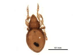 Image of Multioppiinae Balogh 1983