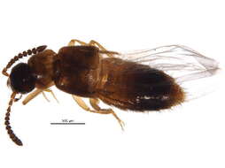 Image of Atheta (Dimetrota) pseudocrenuliventris Klimaszewski 2005