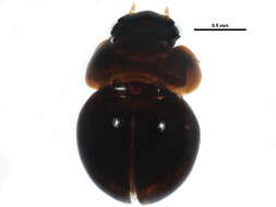 Image of Agathidium