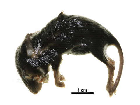 Image of Heather vole