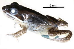 صورة Lithobates sylvaticus (Le Conte 1825)