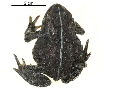 Image of western toad