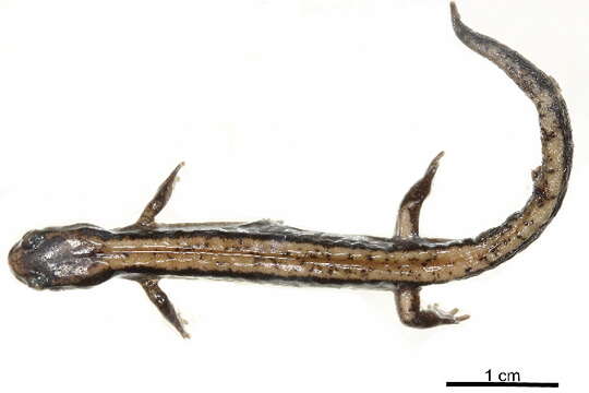 صورة Plethodon vehiculum (Cooper 1860)