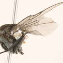Image of Spilogona monacantha (Collin 1930)