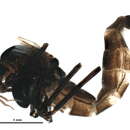 Image of Chironomus pilicornis (Fabricius 1794)