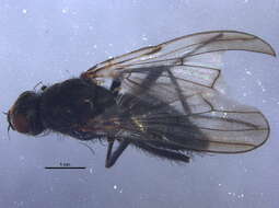 Image of Seaweed Flies