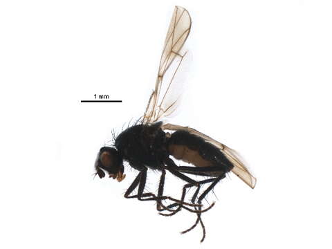 Image of Seaweed Flies