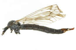 Tipula (Vestiplex) arctica Curtis 1835的圖片