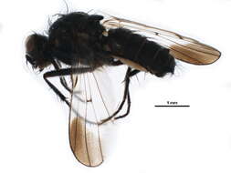 Image of Seaweed Flies