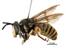 Image of Sphecomyia vittata (Wiedemann 1830)