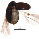 Image of Dorcatoma setulosa Le Conte 1865