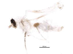 Image of Resseliella