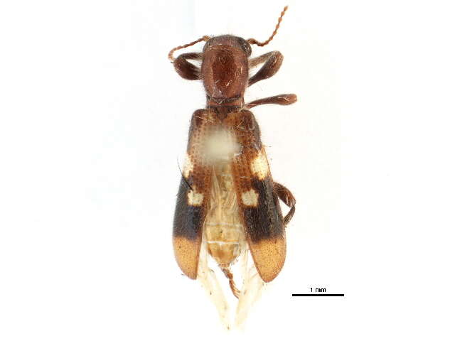 Image of Priocera