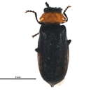 Image of <i>Ditemnus latilobus</i>