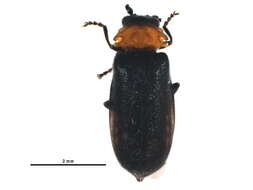 Image of <i>Ditemnus latilobus</i>