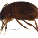 Image of Leiodes pygmaea Baranowski 1993