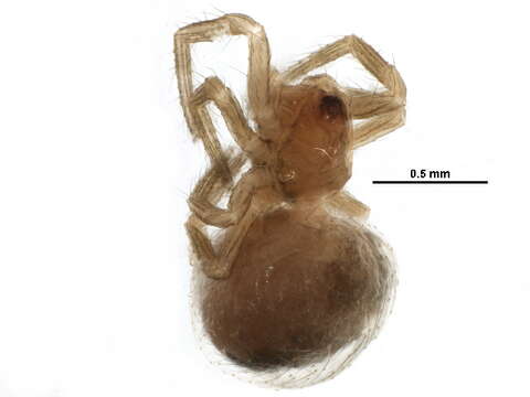 Image of Enoplognatha caricis (Fickert 1876)