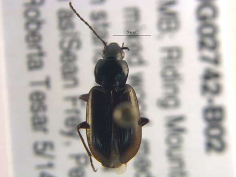 Image de Agonum (Olisares) propinquum (Gemminger & Harold 1868)