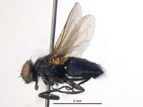 Trypocalliphora resmi