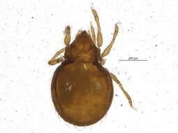 Image of Phauloppia boletorum (Ewing 1913)