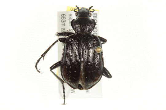 Imagem de Calosoma (Calosoma) frigidum Kirby 1837