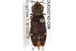 Image of Danosoma brevicorne