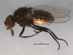 Image of Willow Catkin Flies