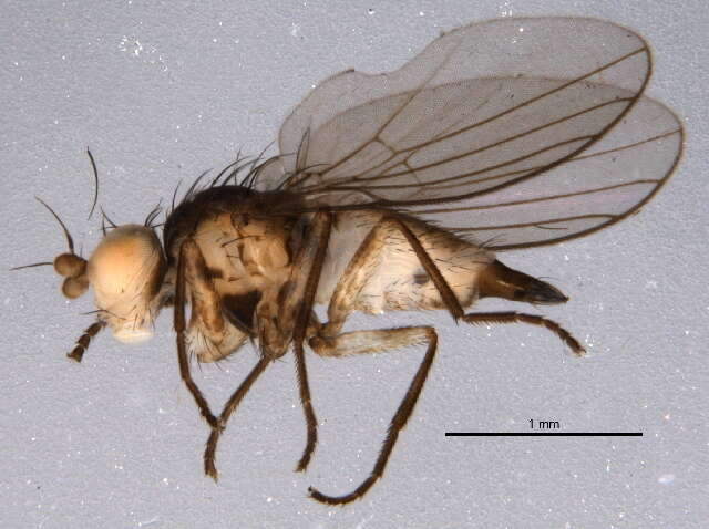 Phytoliriomyza resmi