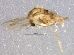 Image of Limnophyes