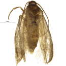 Image of Perittia cygnodiella