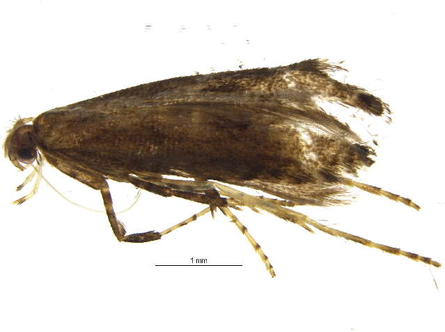 Image of Thornapple Leafminer