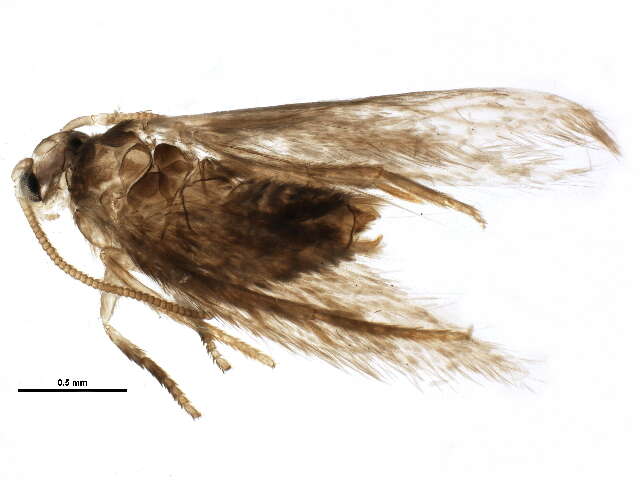 Image of Ectoedemia