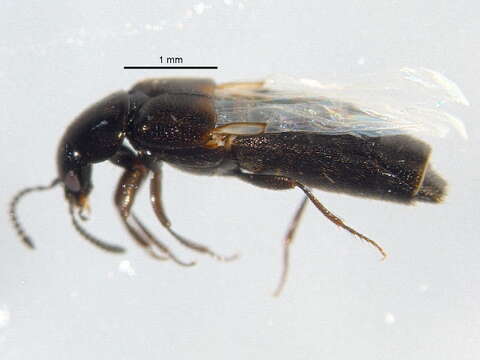 Image de Aleochara (Coprochara) verna Say 1833