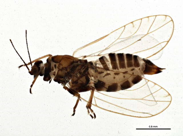 Image of Trioza aylmeriae Patch 1912