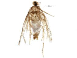 Image of Ectoedemia quadrinotata (Braun 1917) Wilkinson et al. 1979