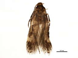 Image of <i>Elachista miriella</i>