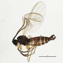 Image of Scatopsciara subciliata Tuomikoski 1960