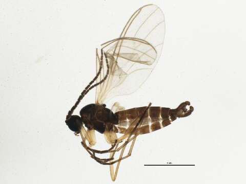 Image of Scatopsciara subciliata Tuomikoski 1960