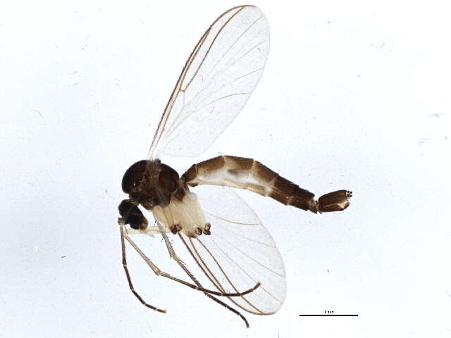 Image of Boletina sciarina Staeger 1840