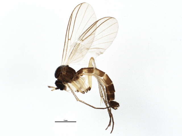 Image of Boletina sciarina Staeger 1840