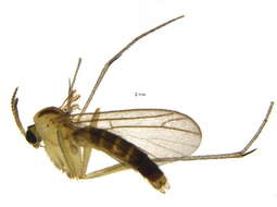 Image of Ditomyiidae