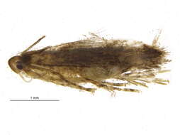 Plancia ëd Momphidae