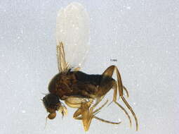 Image of Diocophora