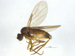 Image of Gymnophora subarcuata Schmitz 1952