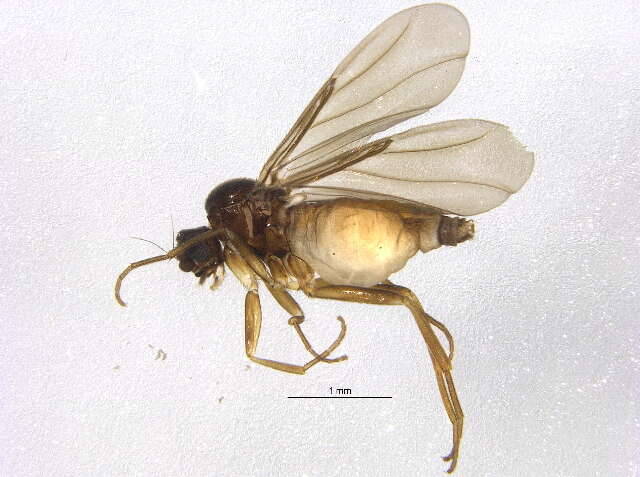 Image of Gymnophora subarcuata Schmitz 1952