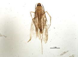 Image of <i>Epermenia falcata</i>