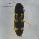 Image of <i>Megapenthes stigmosus</i>